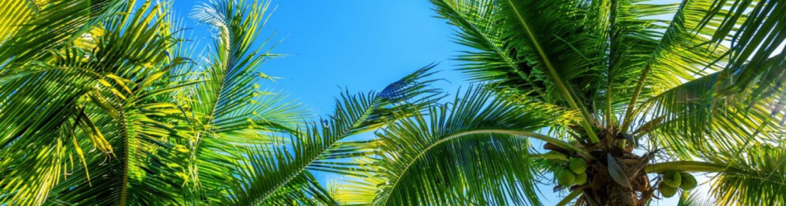 Palmieri si plante tropicale 