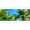 Palmieri si plante tropicale 