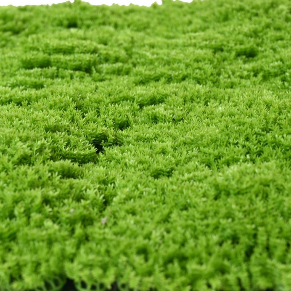Mușchi Artificial Sphagnopsida 50*50