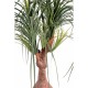 Ghiveci Beaucarnea verde artificial 75 cm