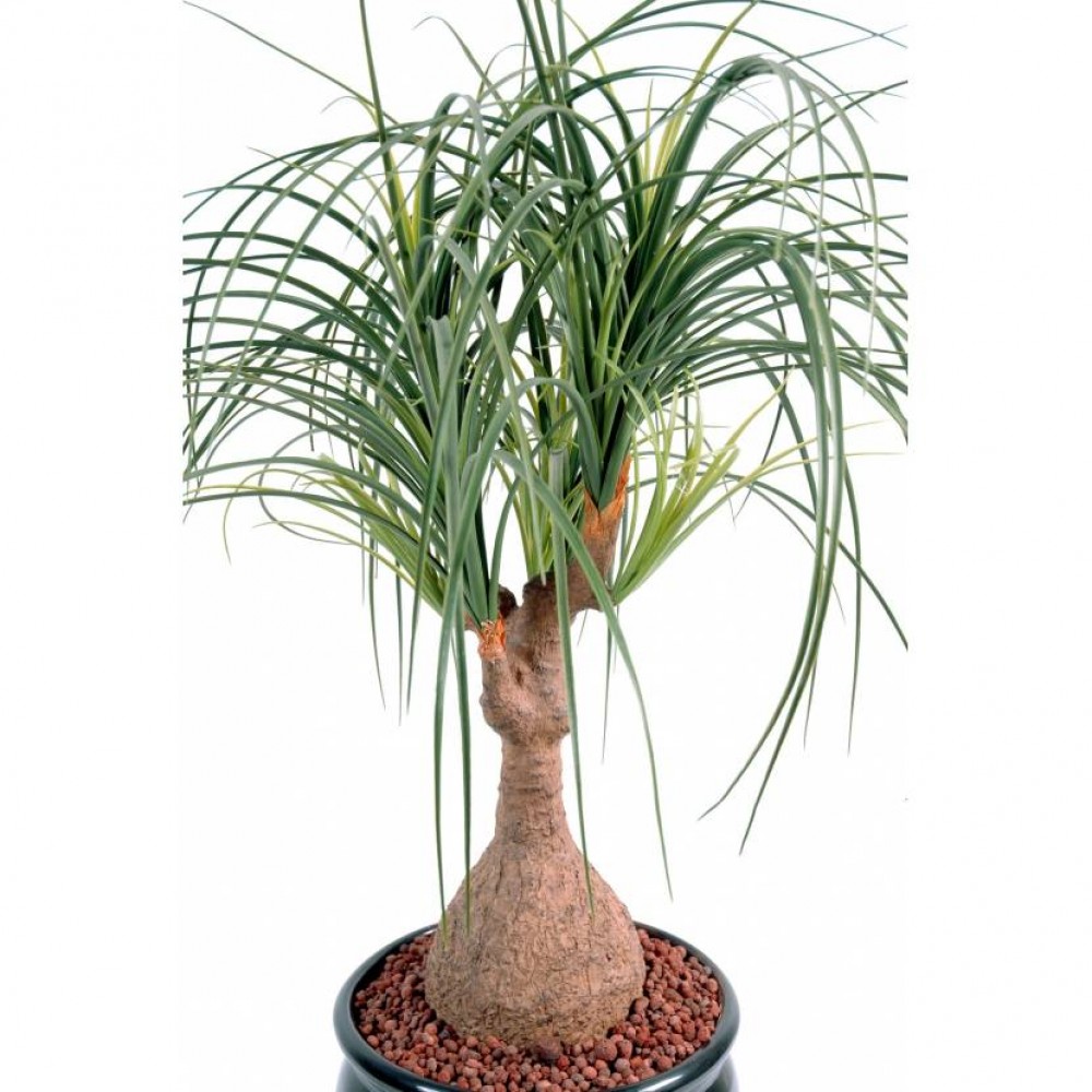 Ghiveci Beaucarnea verde artificial 75 cm