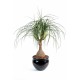 Ghiveci Beaucarnea verde artificial 75 cm