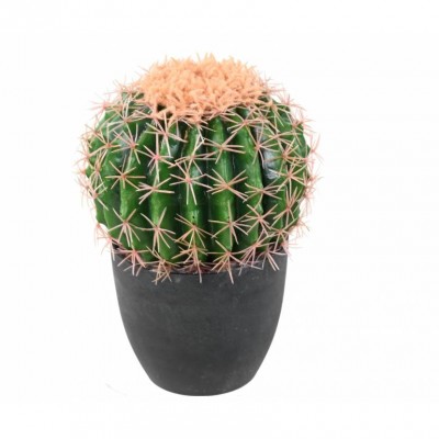 Ghiveci Cactus Echino 27 cm Ghiveci Cactus Echino 27 cm