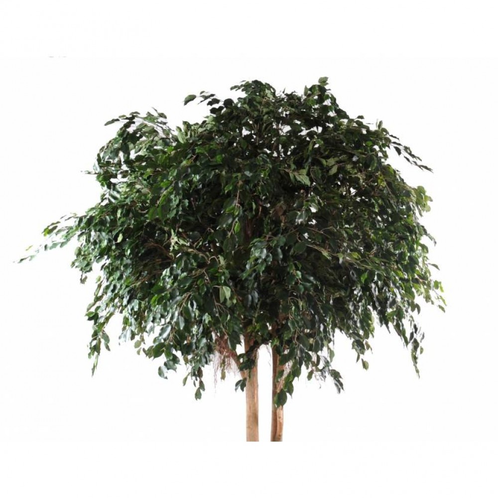 Ghiveci Giant Ficus Exotica verde artificial 350 cm