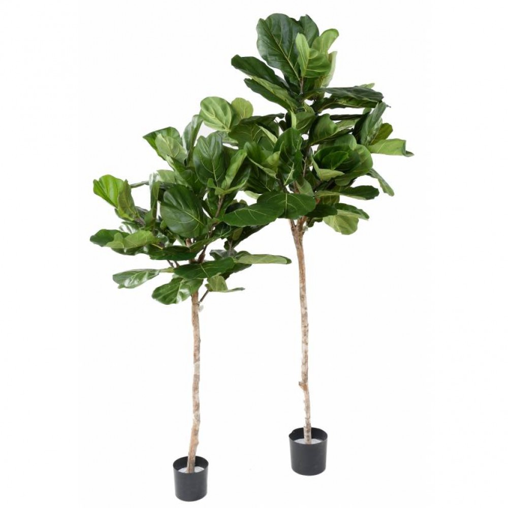 Ghiveci Lyrata ficus tulpina verde 175cm