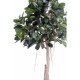 Ghiveci Ficus Elastica verde artificial 220 cm