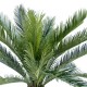 Palmier artificial Cycas, verde, 90 cm
