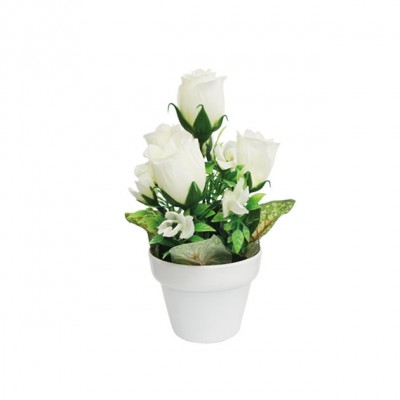 Muguri trandafiri albi in ghiveci  - Y19cm