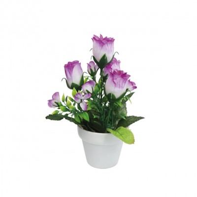 Muguri trandafir violet in ghiveci  - Y19cm