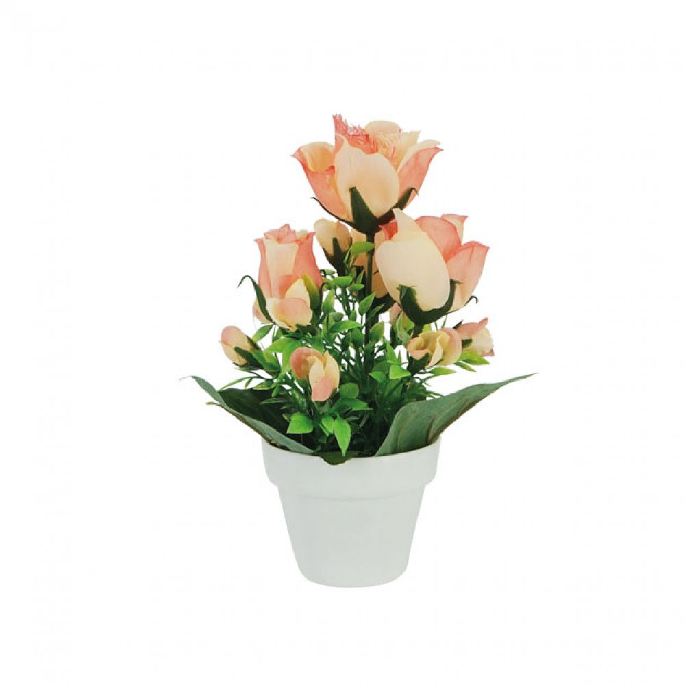 Muguri de trandafiri roz/somon in ghiveci  - Y19cm