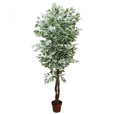 Arbore benjamin in doua culori in ghiveci  artificial 210cm 