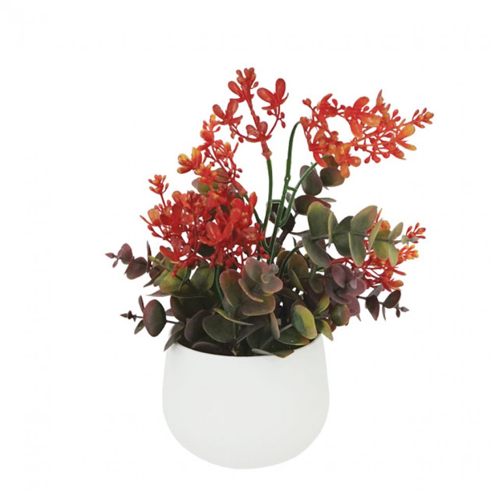 Planta eucalipt cu flori portocalii in ghiveci  Φ10x27cm 1/48KG