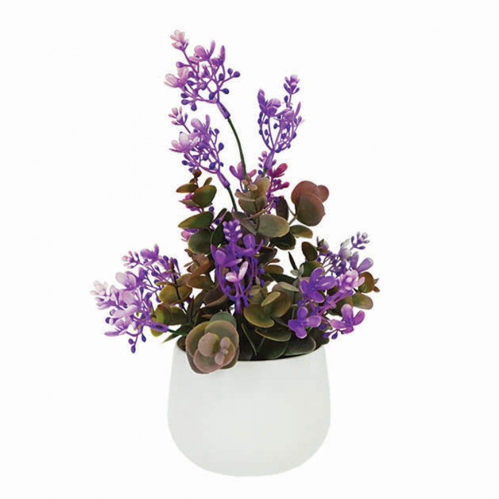 Planta eucalipt violet in ghiveci  Φ10x27cm 1/48KG