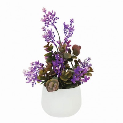 Planta eucalipt violet in ghiveci  Φ10x27cm 1/48KG