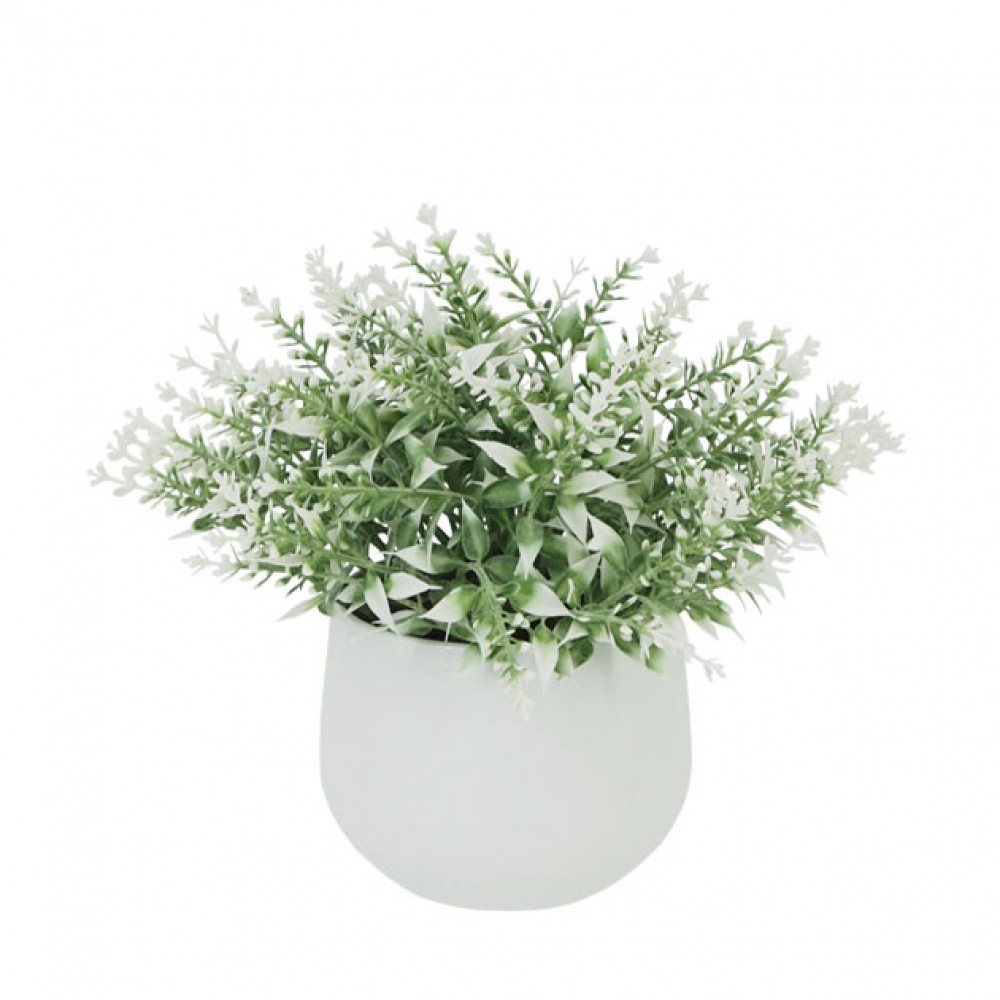 Lavanda alba in ghiveci  Φ10x15cm 1/48 KG