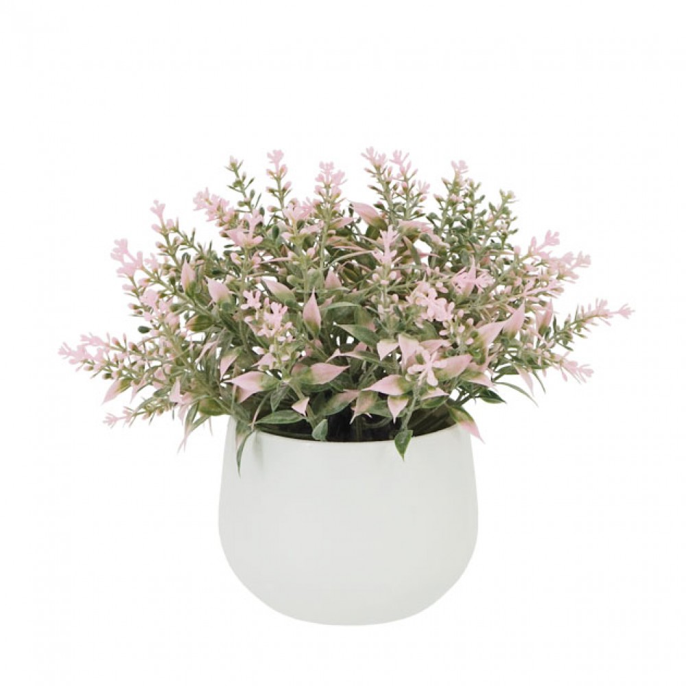Lavanda roz in ghiveci  Φ10x15cm 1/48 KG