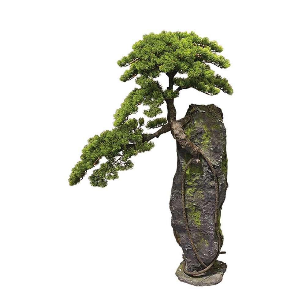 Bonsai de pin pe stanca  - H120cm