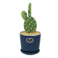 Cactus in ghiveci  Φ11x24cm 1/48KB