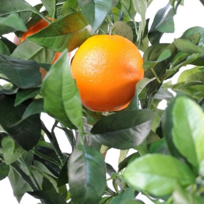 Copac artificial verde, portocal cu ghiveci, 150 cm Copac artificial verde, portocal cu ghiveci, 150 cm