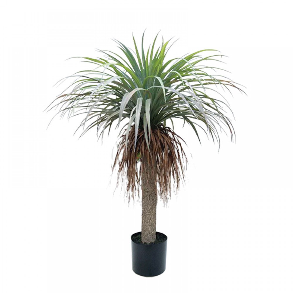 Arbore yuca verde/maro in ghiveci 105cm 