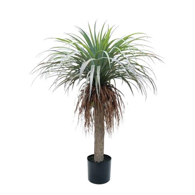 Arbore yuca verde/maro in ghiveci 105cm Arbore yuca verde/maro in ghiveci 105cm