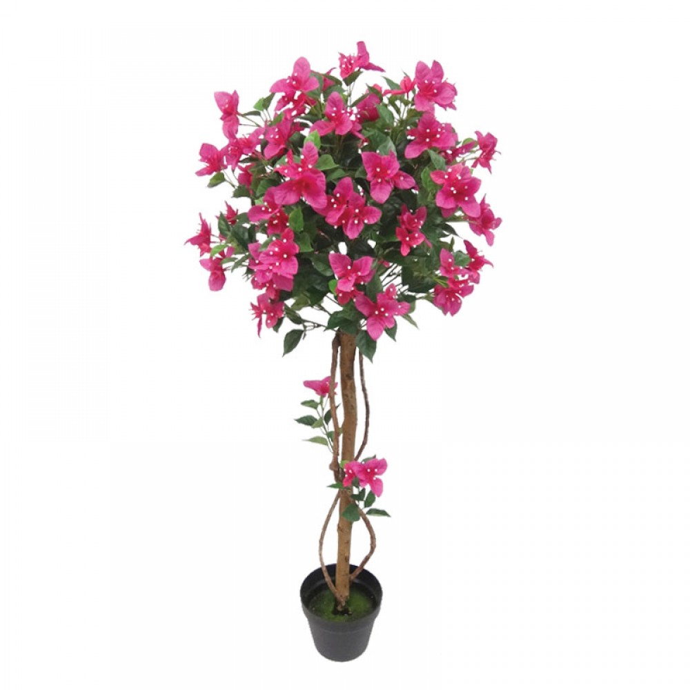 Ghiveci Bougainvillea fuchsia în ghiveci H120cm 1/4 KG
