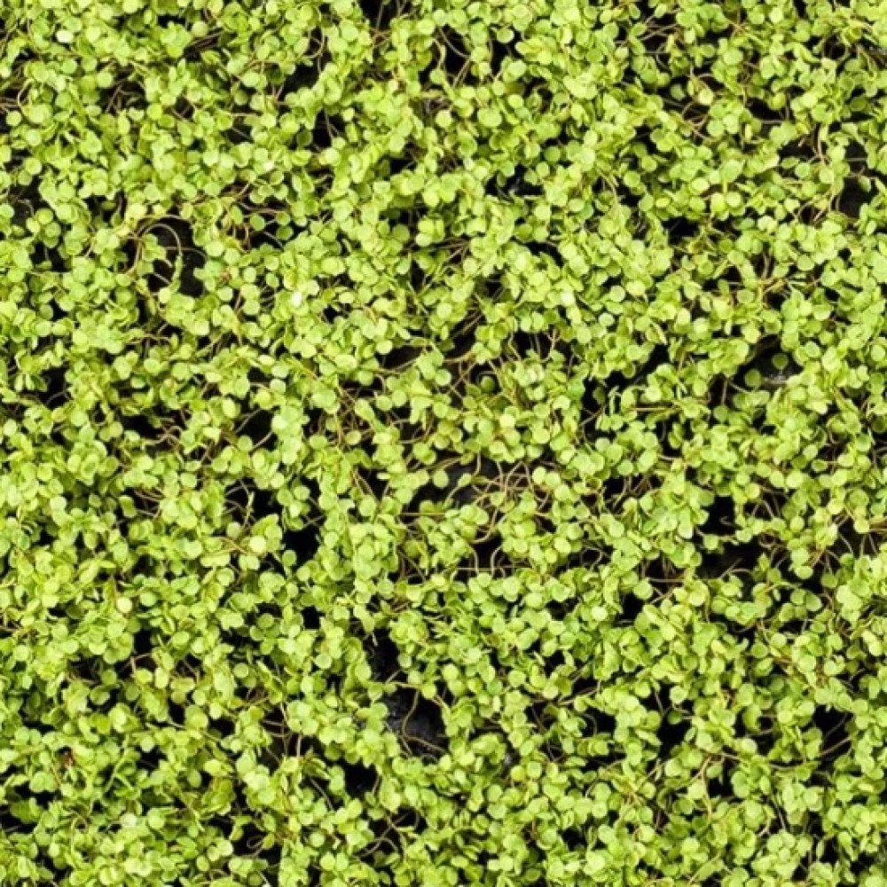 Panou decorativ muschi artificiali Soleirolia 50x50 cm
