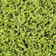 Panou decorativ muschi artificiali Soleirolia 50x50 cm