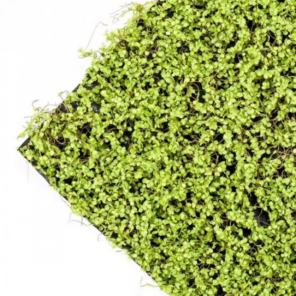 Panou decorativ muschi artificiali Soleirolia 50x50 cm