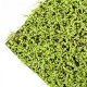 Panou decorativ muschi artificiali Soleirolia 50x50 cm