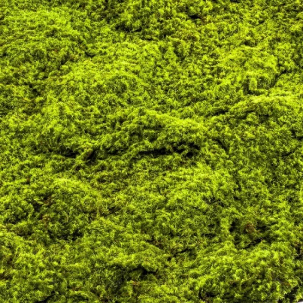 Panou decorativ muschi artificial verde 100x100 cm