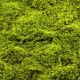 Panou decorativ muschi artificial verde 100x100 cm