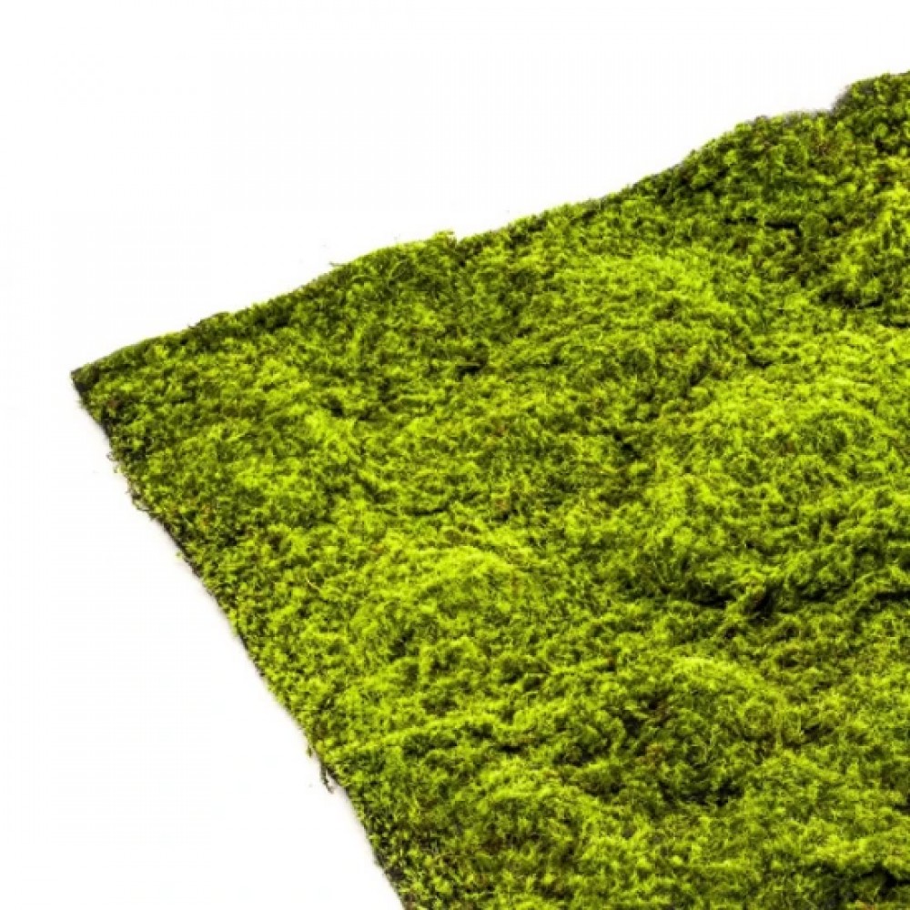 Panou decorativ muschi artificial verde 100x100 cm