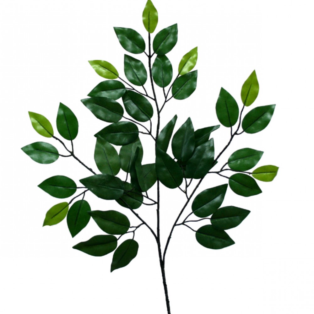 Frunza benjamin  (42 FOND) Y55cm. 12/720KB