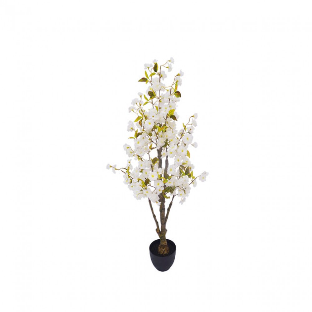 Giveci cires alb - H130cm 1/4 KG