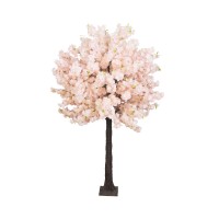 Arbore cires somon 280cm 