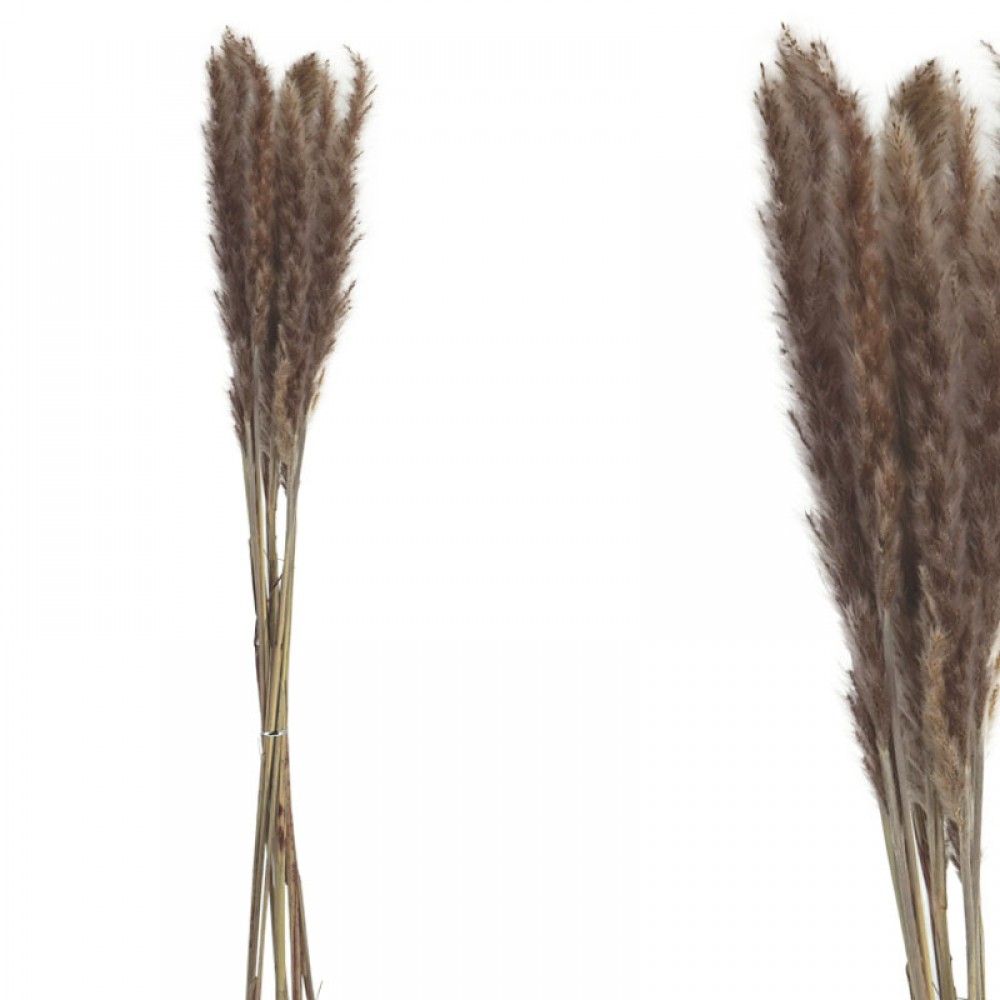 Planta  PAMPAS NATURAL RAMURI  USCATE ~10BUC/CURMA - Y75-80cm 1/300KIB