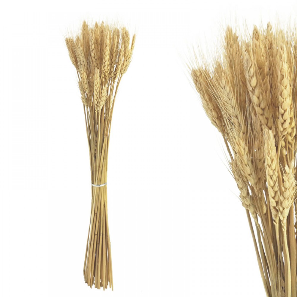 Planta uscata CRENSĂ ALB ~50 BUC./CURMAT - H73cm 1/150 KG