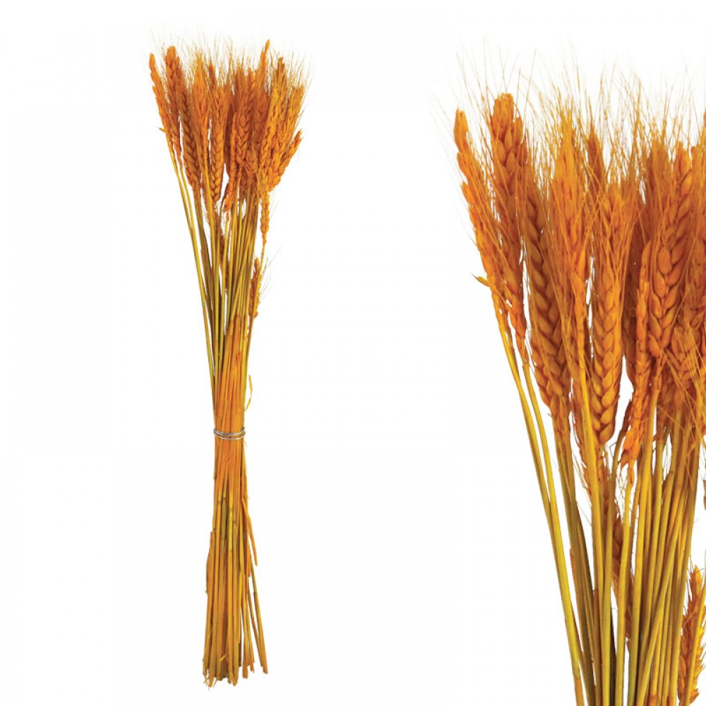 Planta  DE PIERSICI GALBENĂ USCATĂ ~50 BUC./CURCHET - H73cm 1/150 KG