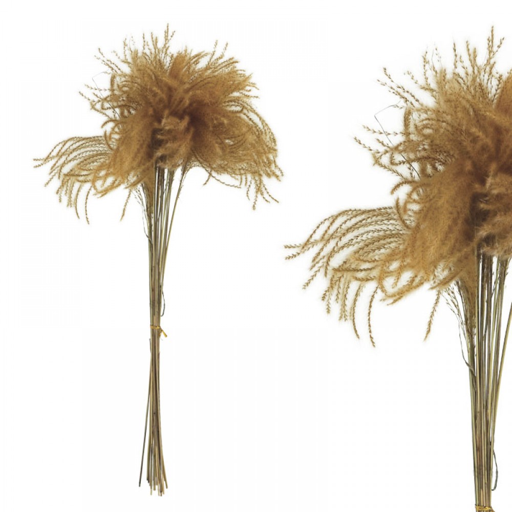 Planta uscata  PAMPAS NATURALĂ RANGĂ  ~20BUC/CURDOC - H65cm 1/300KIB