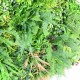 Perete verde artificial 6355 100 x 100 cm